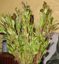 khat