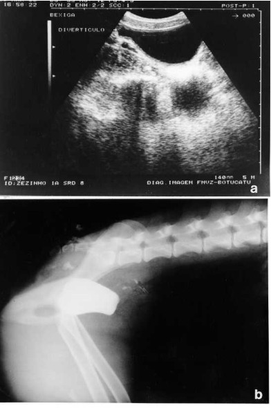 Ultrasonography and retrograde cystography