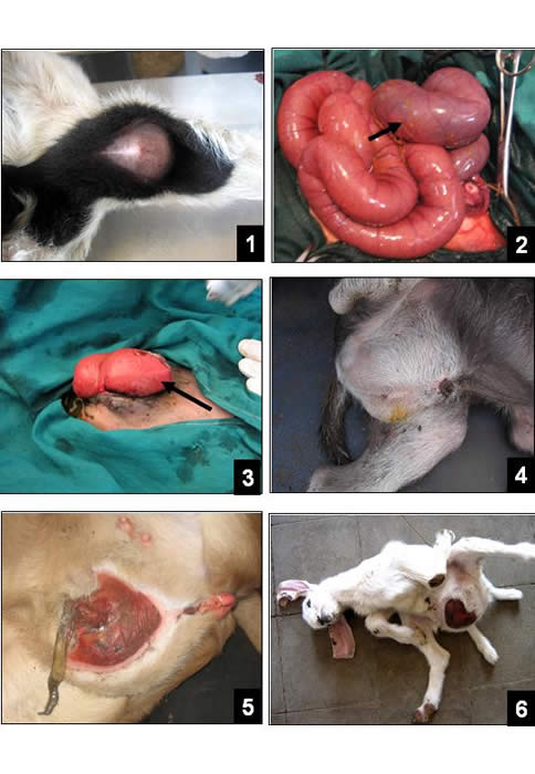 Congenital malformations in ruminants