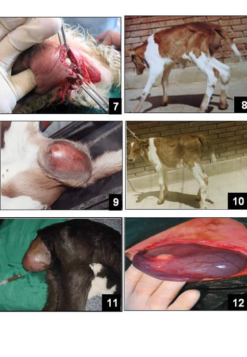 Congenital malformations in ruminants