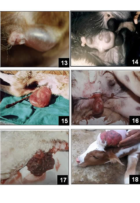 Congenital malformations in ruminants