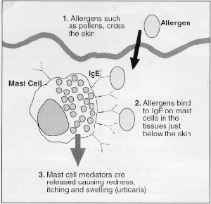 Diagram of alleric process with mast cell