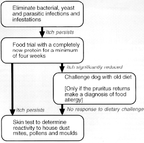 Flow diagram of diagnostic approach